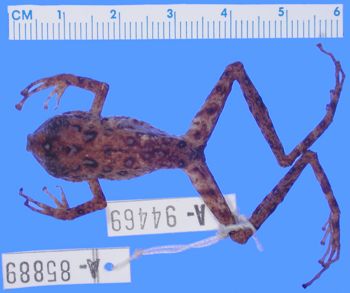 Media type: image; Herpetology A-94469
